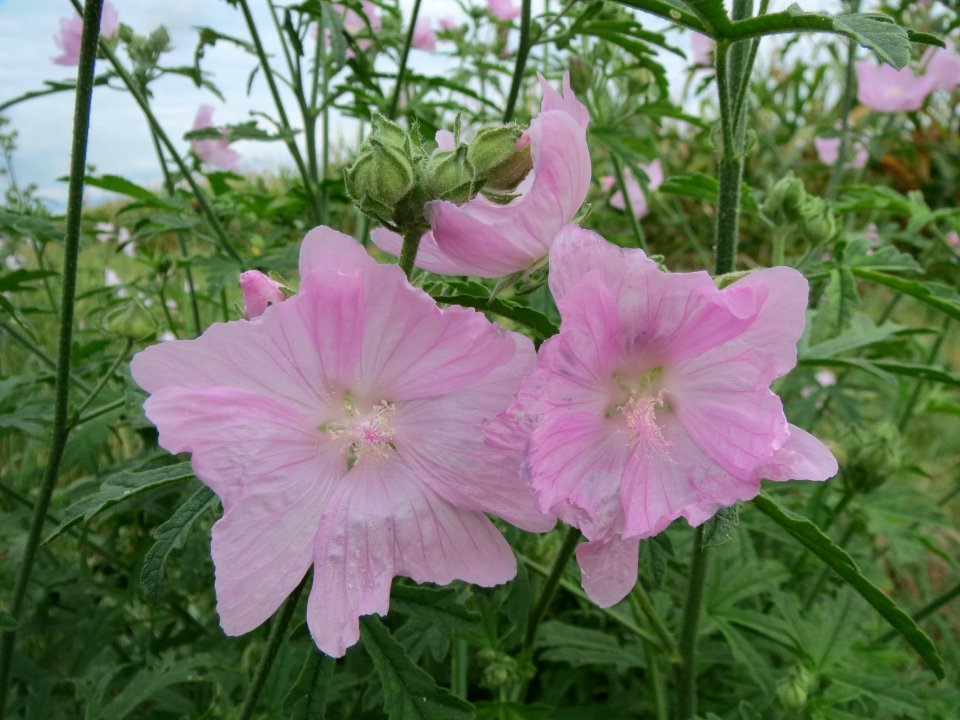 20130908Malva_moschata