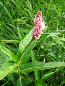 20130907Persicaria_amphibia3