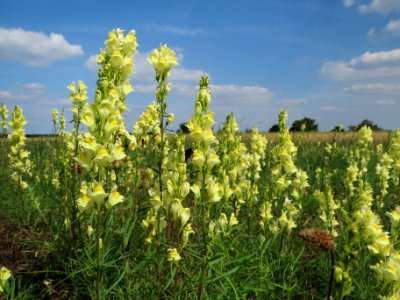 20130821Linaria_vulgaris3