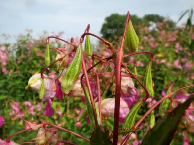 20130907Impatiens_glandulifera1