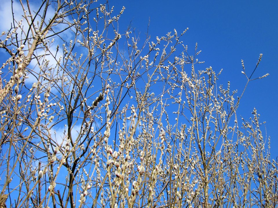 20130314Salix_caprea10