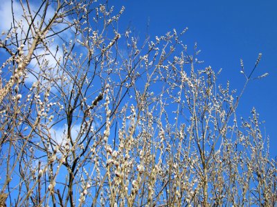 20130314Salix_caprea10