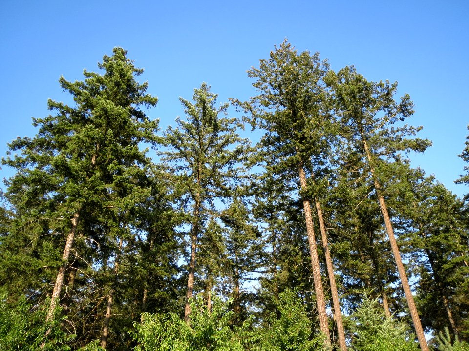 20130821Douglasie27
