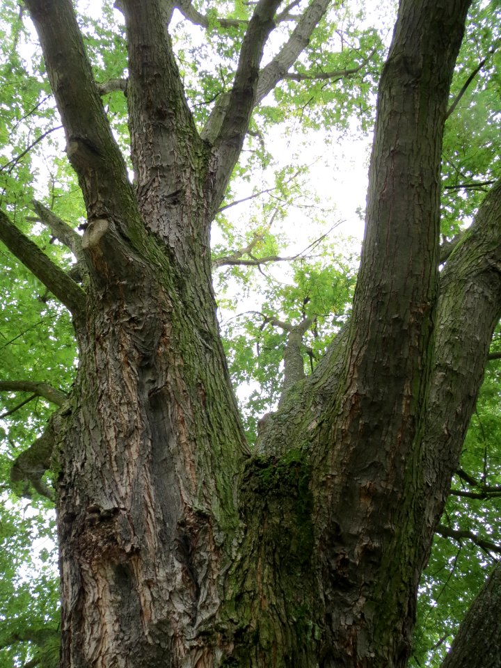 20130908Acer_saccharinum5