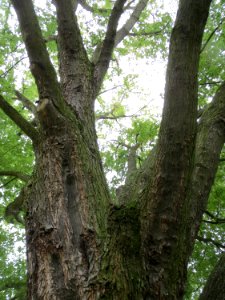 20130908Acer_saccharinum5