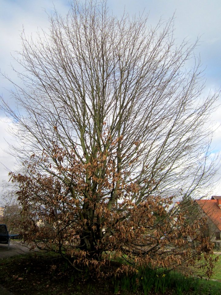 20130319Gartenschaupark_Hockenheim07