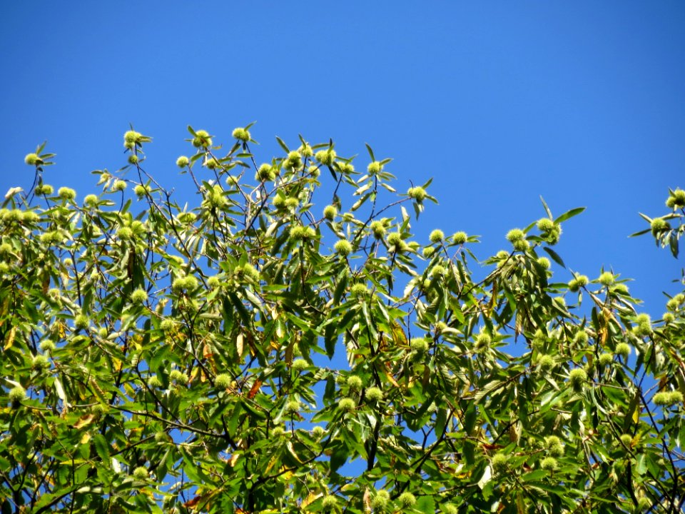 20130909Castanea_sativa4