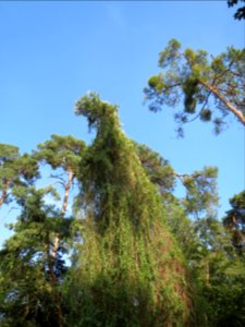 20130821Fallopia_baldschuanica2