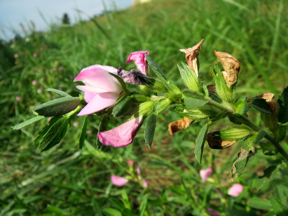 20130823Ononis_spinosa4