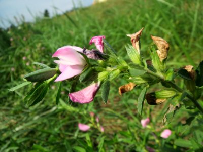 20130823Ononis_spinosa4
