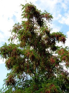 20130823Robinia_pseudoacacia