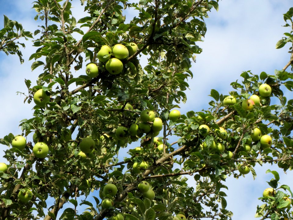 20130823Apfel_Hockenheim2