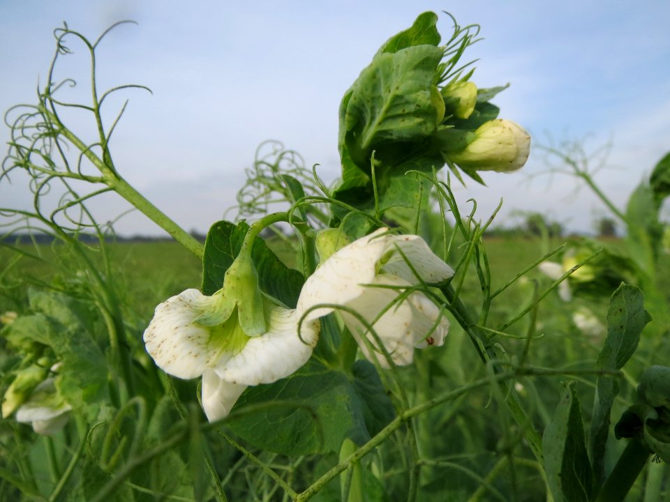 20130921Pisum_sativum_-_Feld2