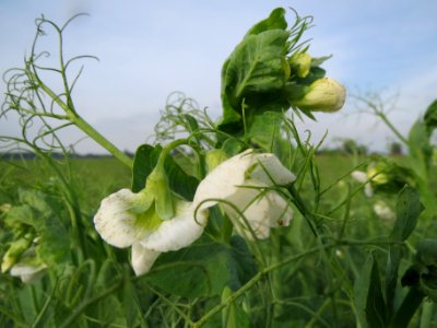 20130921Pisum_sativum_-_Feld2