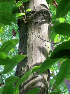 20130822Castanea_sativa4