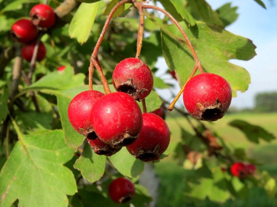 20130921Crataegus_monogyna3