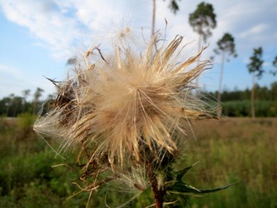 20130906Cirsium_vulgare3