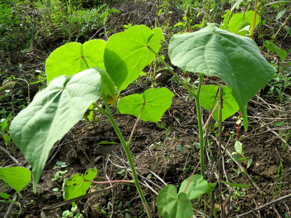 20130921Abutilon_theophrasti09
