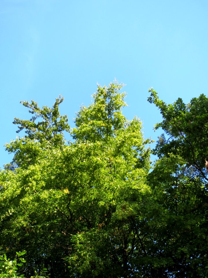 20130821Kastanie_Schwetzinger_Hardt