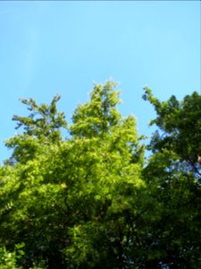 20130821Kastanie_Schwetzinger_Hardt