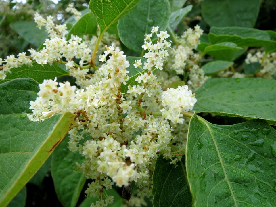 20130918Reynoutria_japonica2