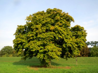 20130921Aesculus_hippocastanum1 photo