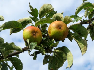 20130823Apfel_Hockenheim1