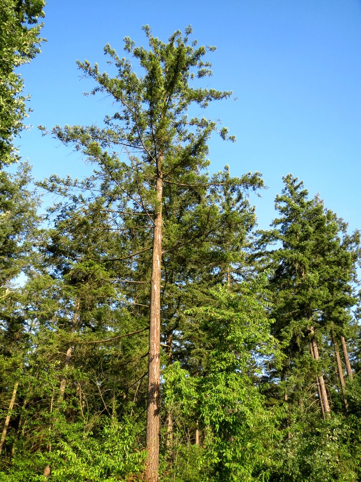 20130821Douglasie28