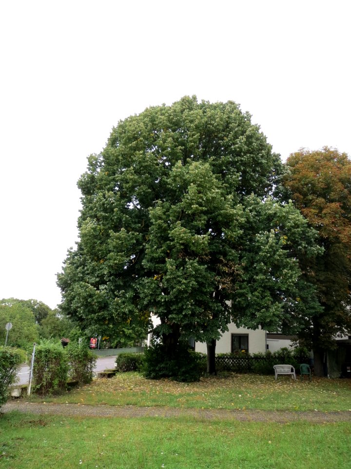 20130914Linde_Nennig
