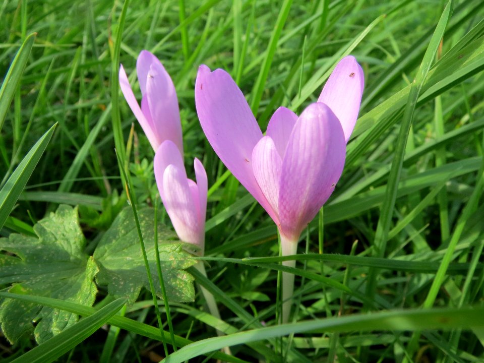 20130921Colchicum_autumnale1