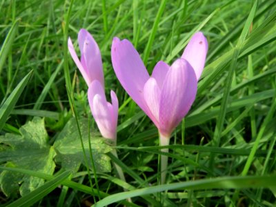20130921Colchicum_autumnale1
