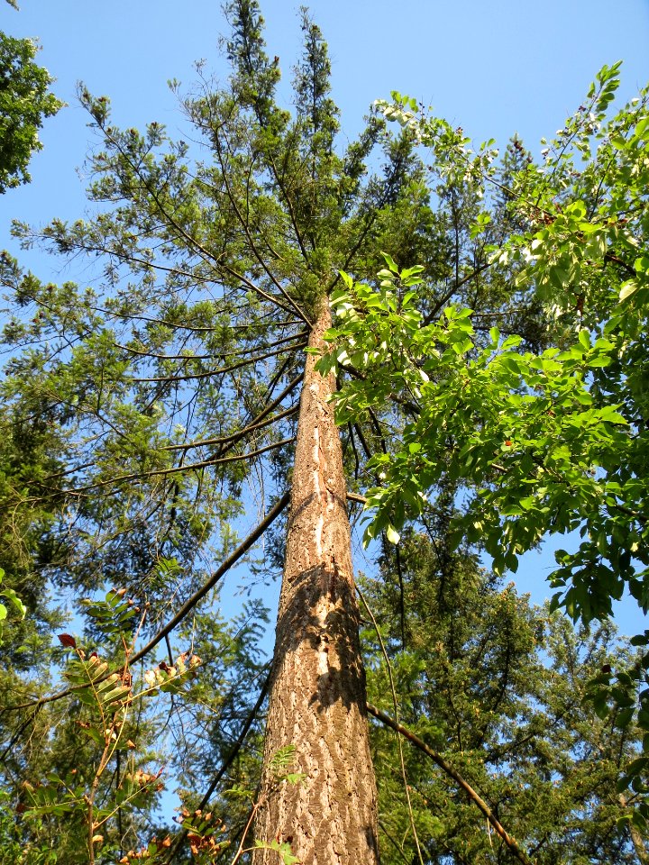 20130821Douglasie29