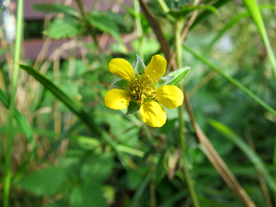 20130921Geum_urbanum1
