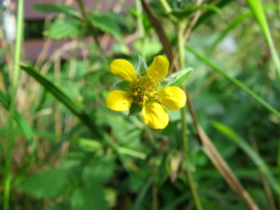 20130921Geum_urbanum1