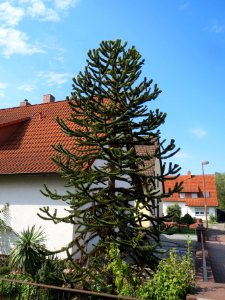 20130906Araucaria_araucana1