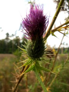 20130906Cirsium_vulgare1