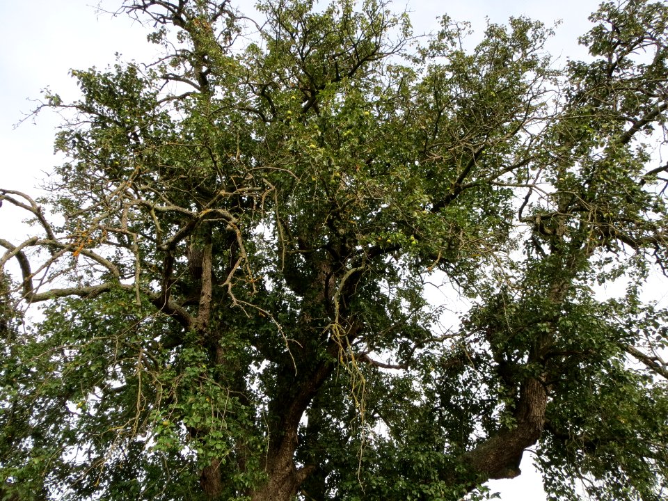 20130822Juglans_regia1
