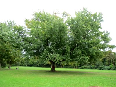 20130908Acer_saccharinum4