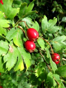 20130921Crataegus_monogyna4