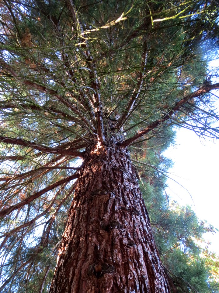20130910Sequoiadendron_giganteum3