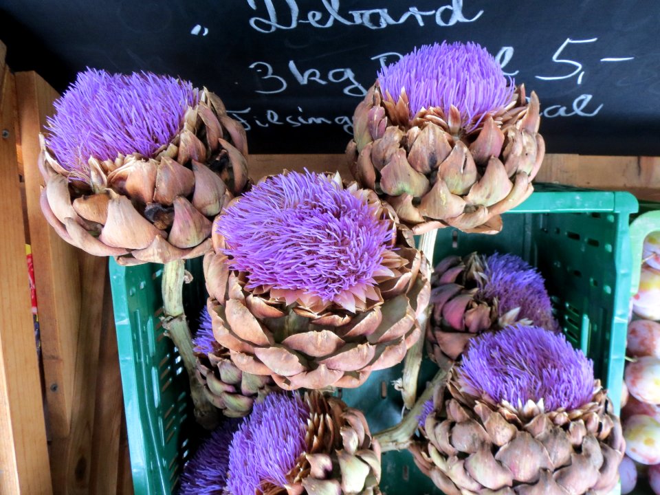 20130827Cynara_cardunculus1