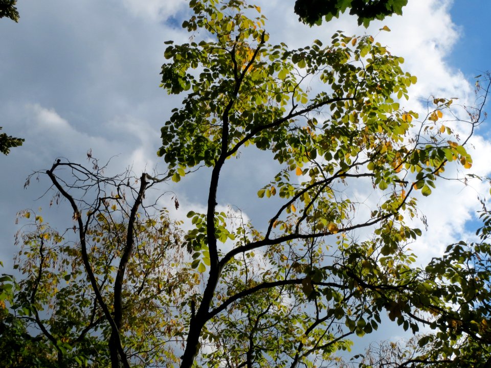 20130910Cladrastis_kentukea