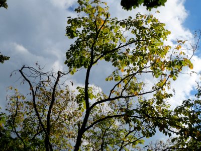 20130910Cladrastis_kentukea