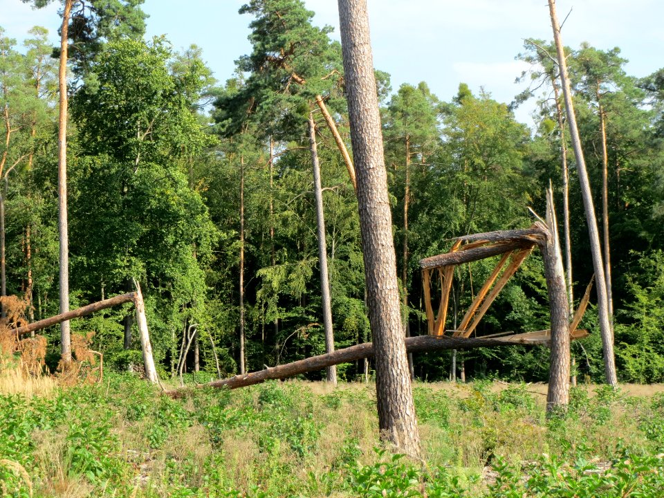 20130906Windbruch_Schwetzinger_Hardt1