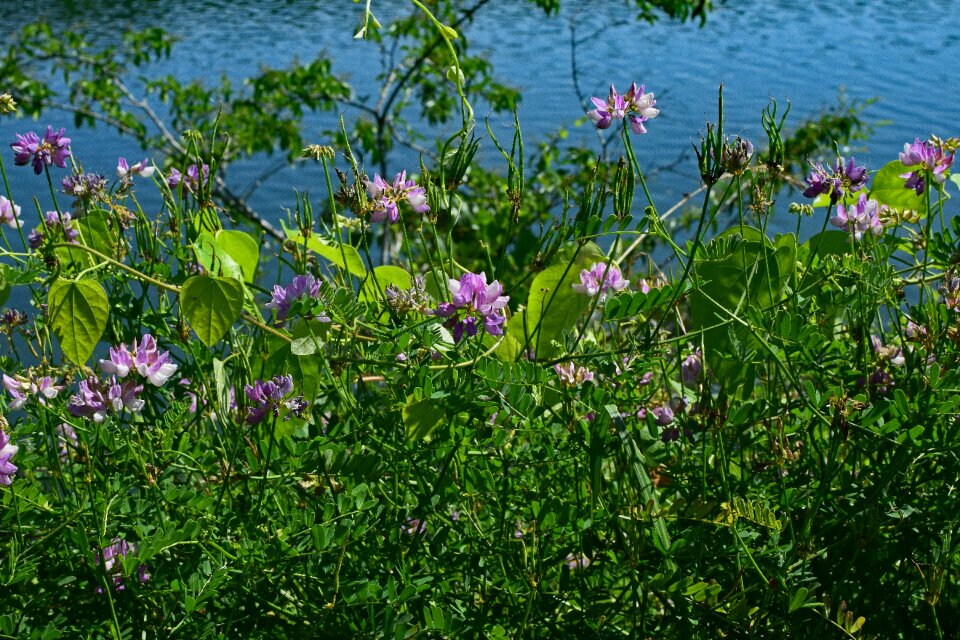 Blossom bloom plant