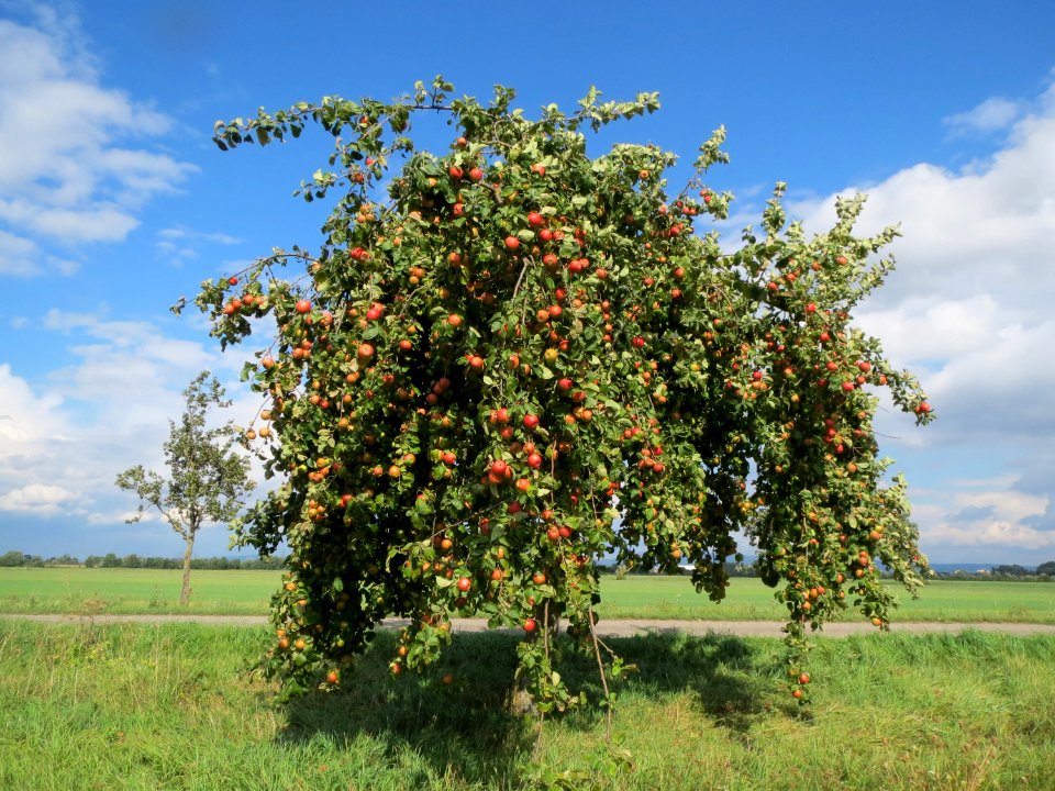 20130910Malus_Domestica06