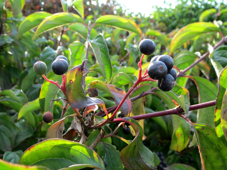 20130823Cornus_sanguinea4