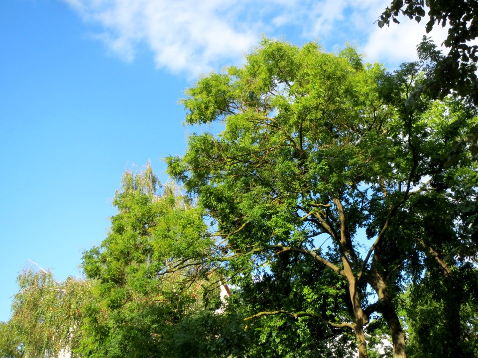 20130910Styphnolobium_japonicum1