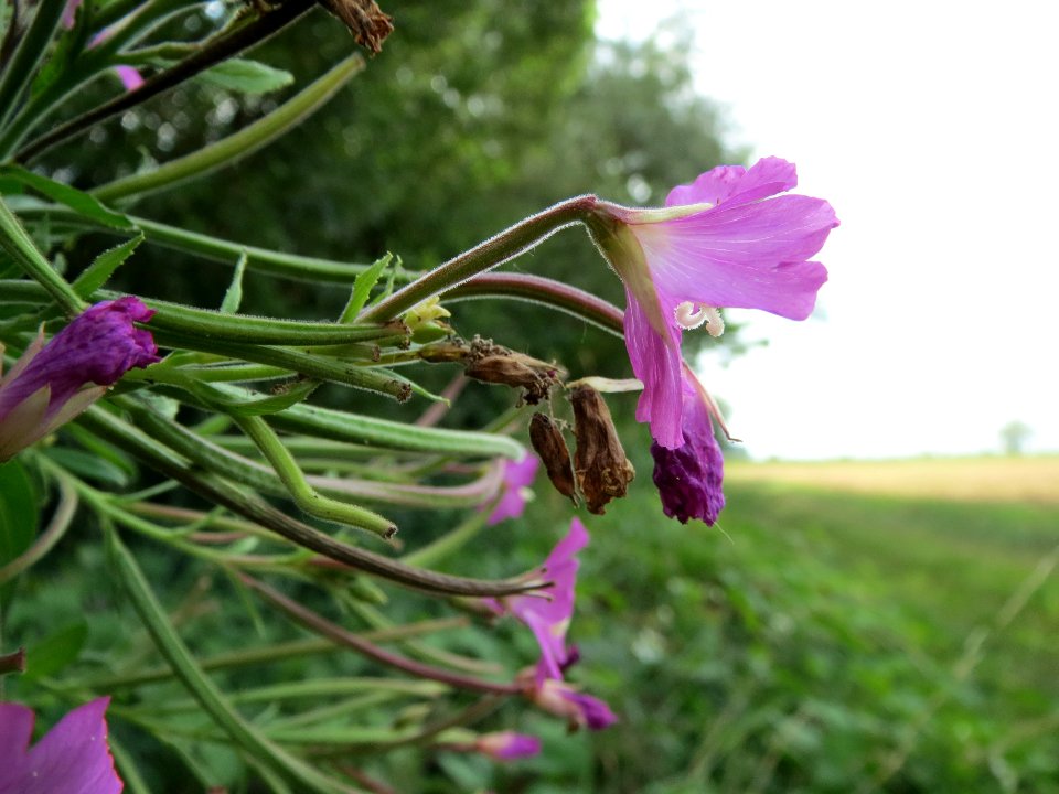 20130823Epilobium_hirsutum3