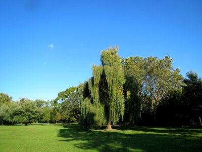 20130910Trauerweide_Speyer1